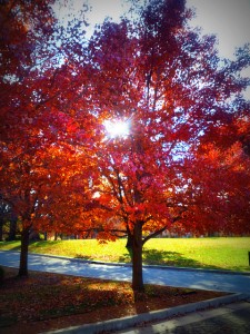 Philbrook Trees  edited