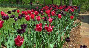 Philbrook Tulips HDR