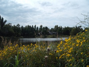 Pond at Oxley