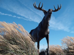 Moose at Lafortune