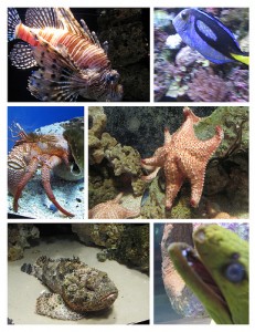 Feb 2010 Aquarium #1_Page000