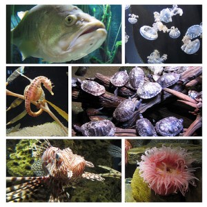 Feb 2010 Aquarium #2_Page000