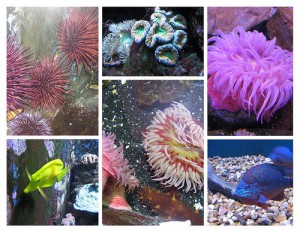 Feb 2010 Aquarium #3_Page000
