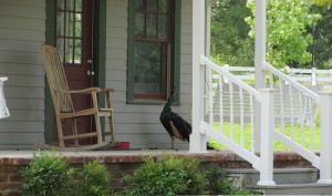 Peacock on porch
