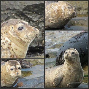 Harbor Seal Collage 1