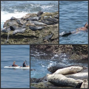 Harbor Seal Collage 2