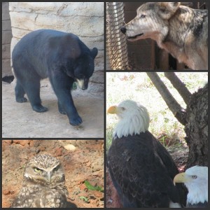 Picnik collage Zoo