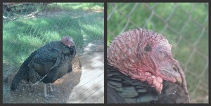 Picnik collage Turkeys