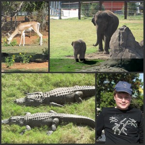 Picnik collage Zoo