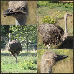 Picnik collage Ostrich