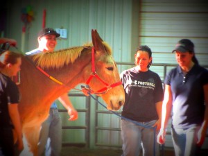 Hippotherapy 3