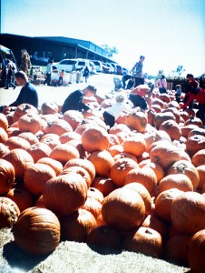 Pumpkins 9