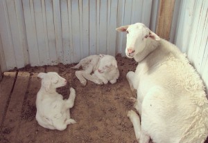 Newborn Sheep