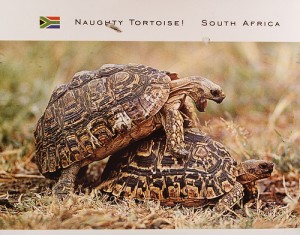Post Card from South Africa