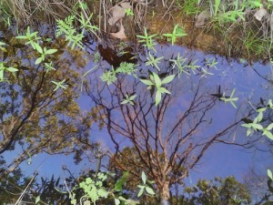 Puddle Reflection