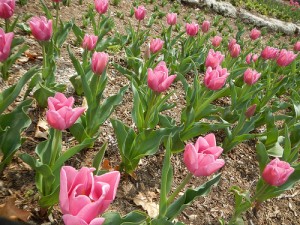 Spring Tulips