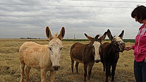 Donkeys and Drilling Rigs edit